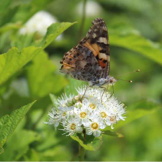 Motyl