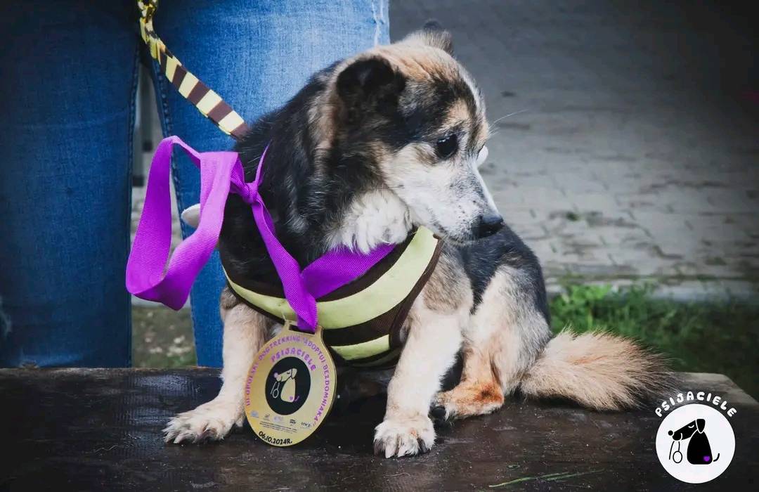 Mały piesek z medalem za udział w Dogtrekkingu